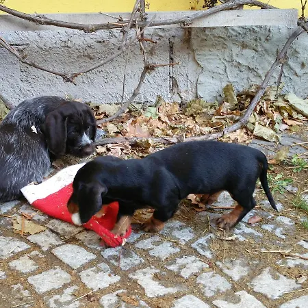 Vendégház & Reitstall Inghofer 3*