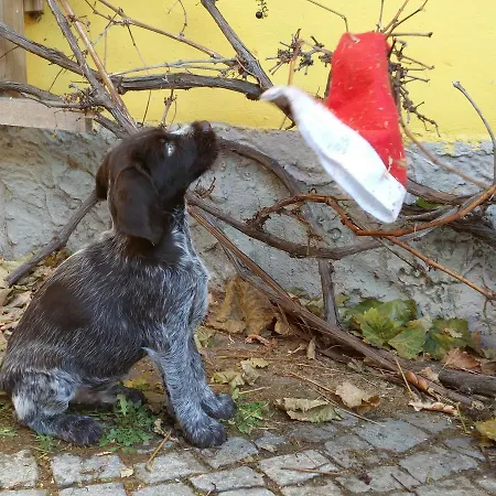 & Reitstall Inghofer Pensjonat Heidenreichstein