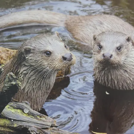 Pensjonat & Reitstall Inghofer