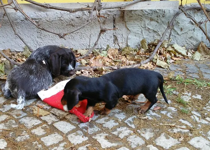 Casa de hóspedes & Reitstall Inghofer 3*