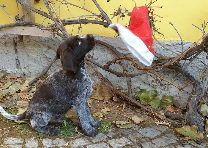 & Reitstall Inghofer Casa de hóspedes Heidenreichstein