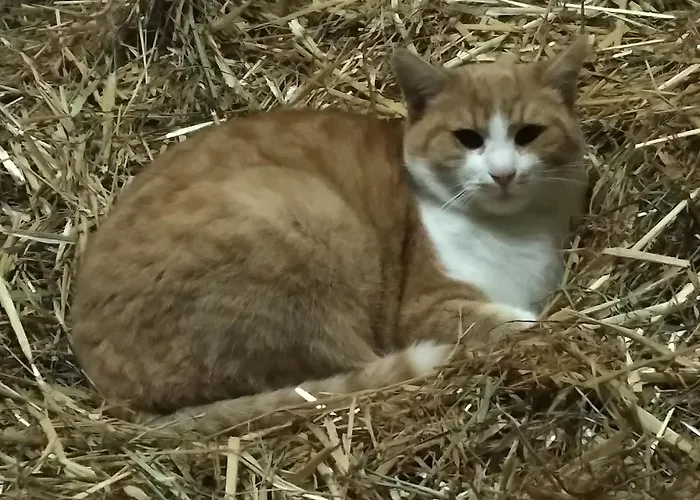 & Reitstall Inghofer Casa de hóspedes Heidenreichstein